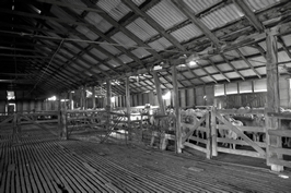 Steam Plains Shearing 022391  © Claire Parks Photography 